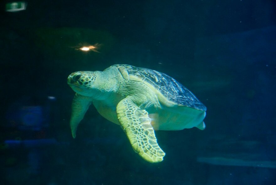 A giant sea turtle swimming in an aquarium tank.