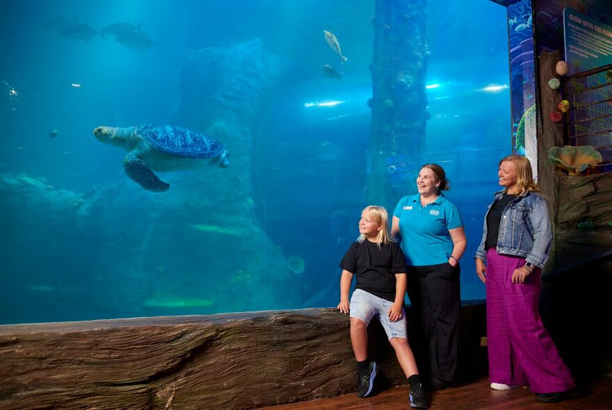 A group of three people looking at a giant sea turtle swimming past them in an aquarium tank.