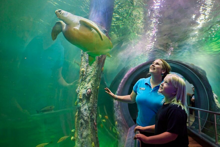 Two people looking at a giant sea turtle swimming above them in an aquarium tank.