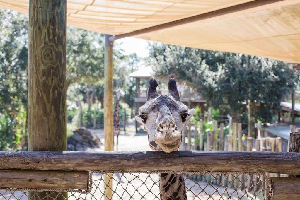 The neck and head of a giraffe visible over a fence