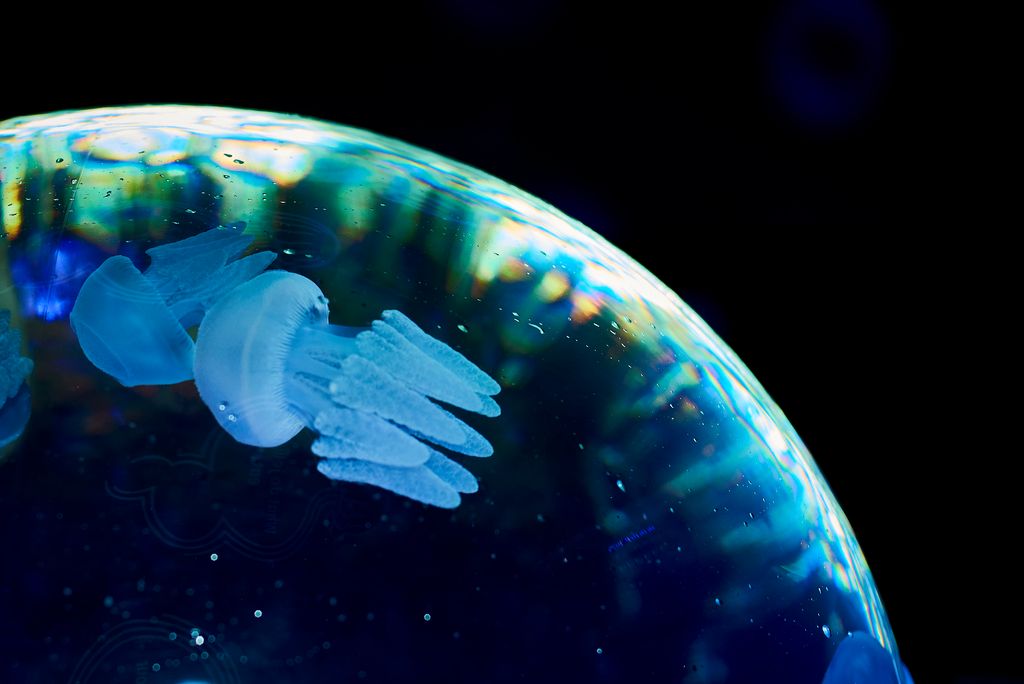 Jellyfish floating