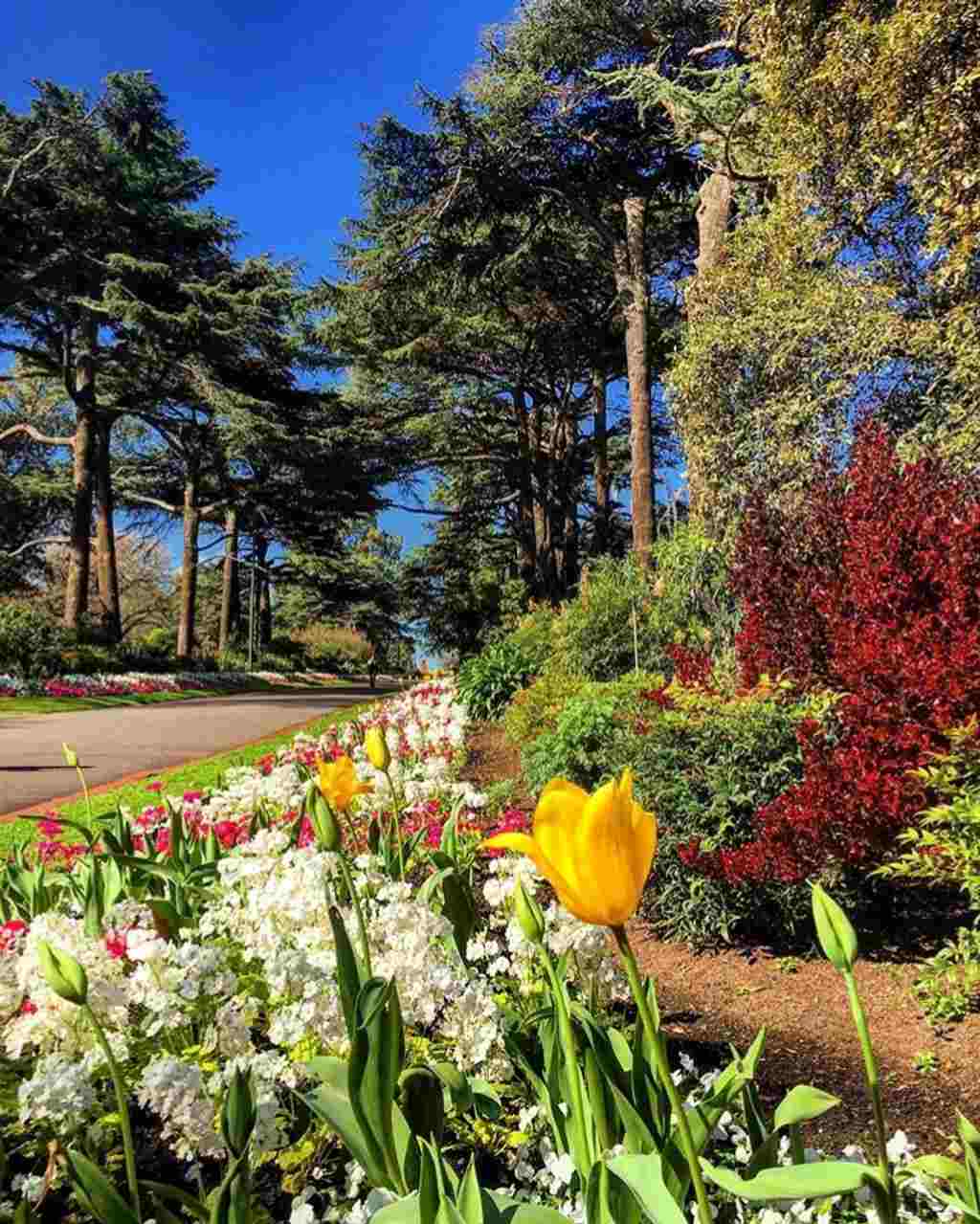 An outdoor garden with flowers in the foreground